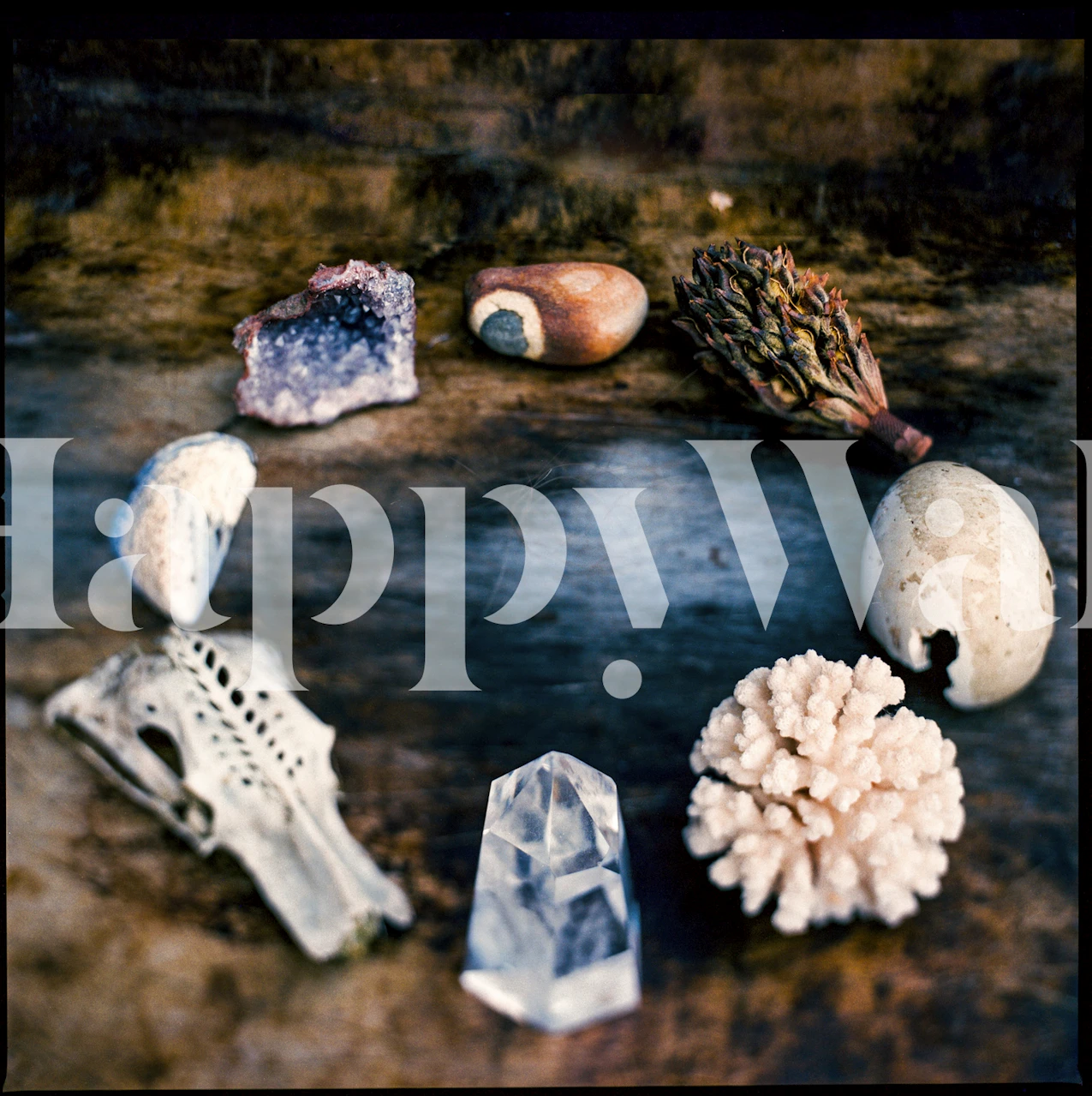 Circle of Life wallpaper design in a room