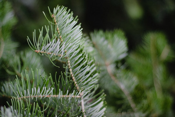 Evergreen Pine Needles Closeup