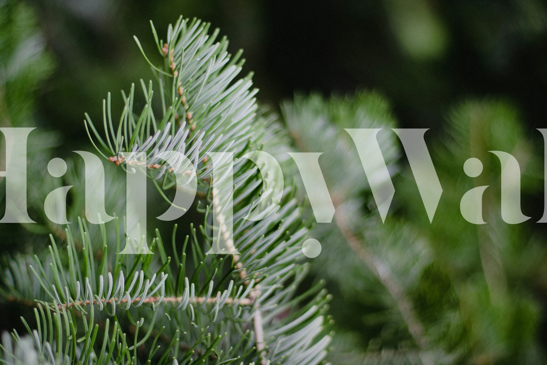 Evergreen Pine Needles Closeup tapet