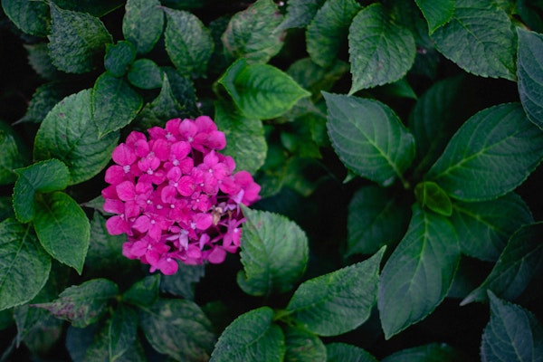 Pink Hydrangea Bloom Closeup