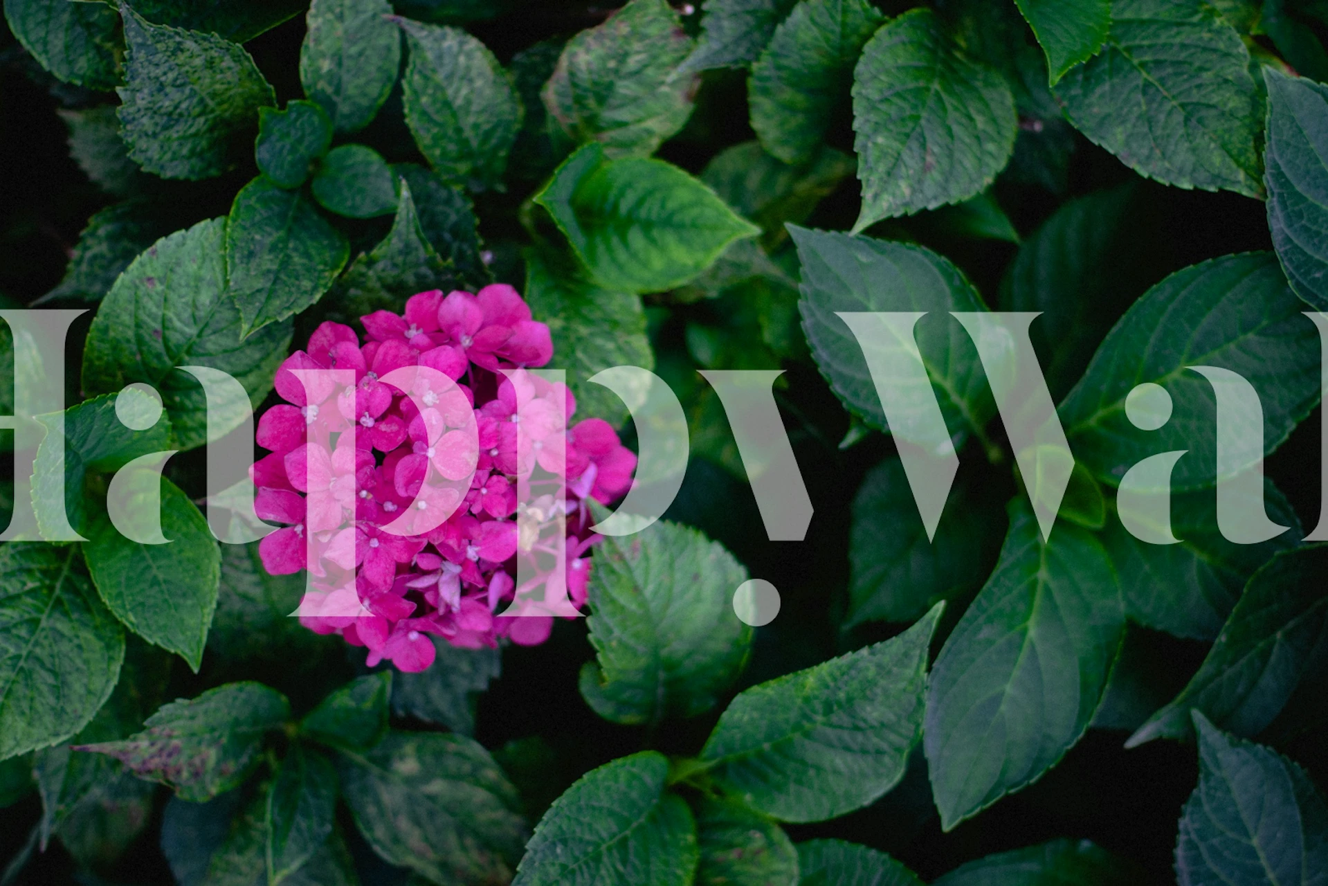 Pink Hydrangea Bloom Closeup tapetit