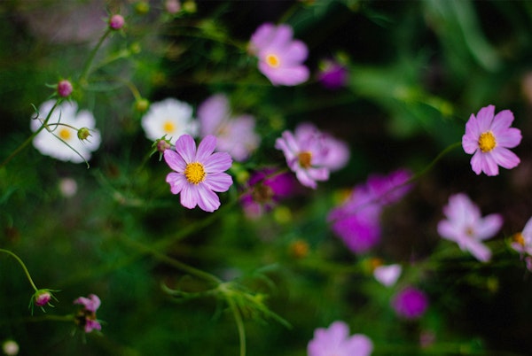 Wild Pink Flowers Garden Closeup