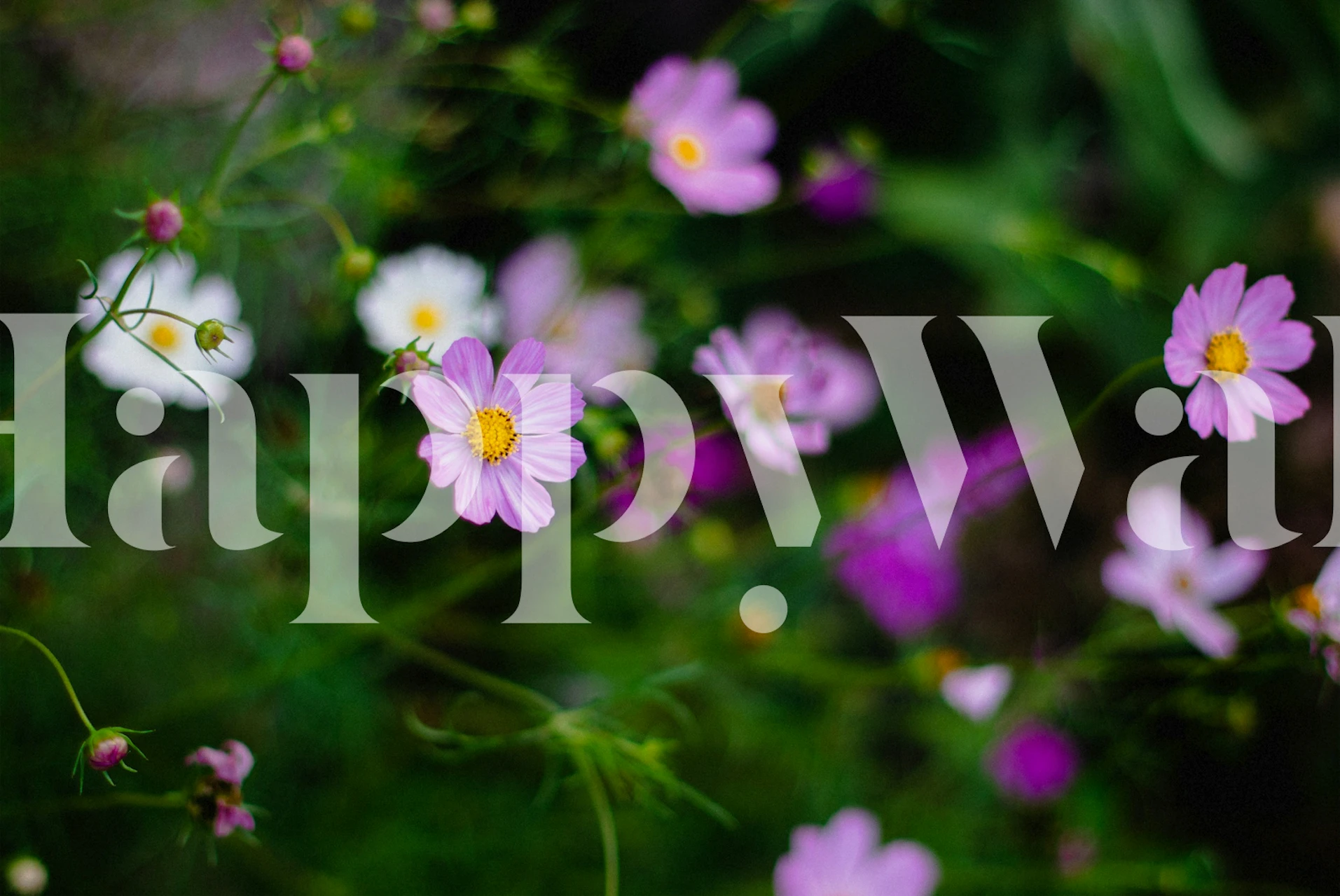 Wild Pink Flowers Garden Closeup tapetit