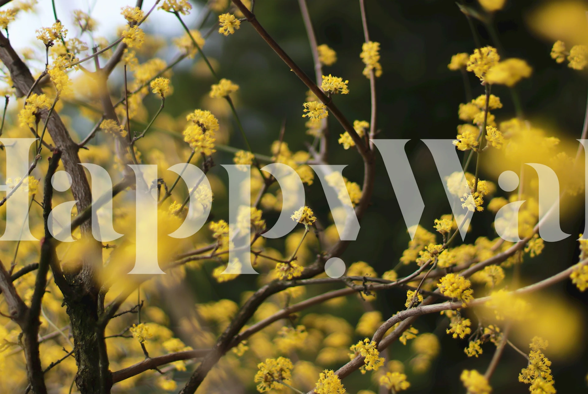 Wild Yellow Blossoms Close Up tapetit