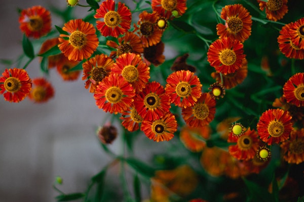 Autumn Helenium Blooms