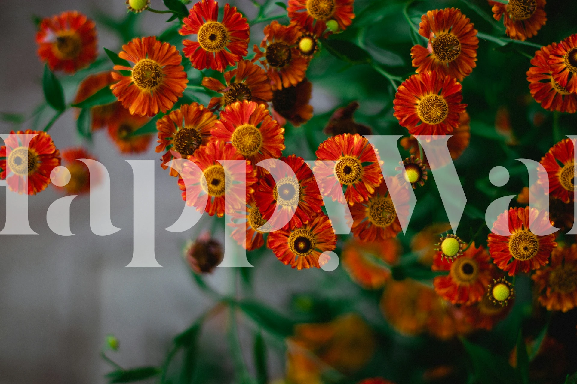 Autumn Helenium Blooms tapetit