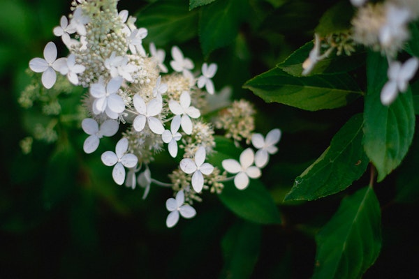 White Hydrangea Blossoms Closeup