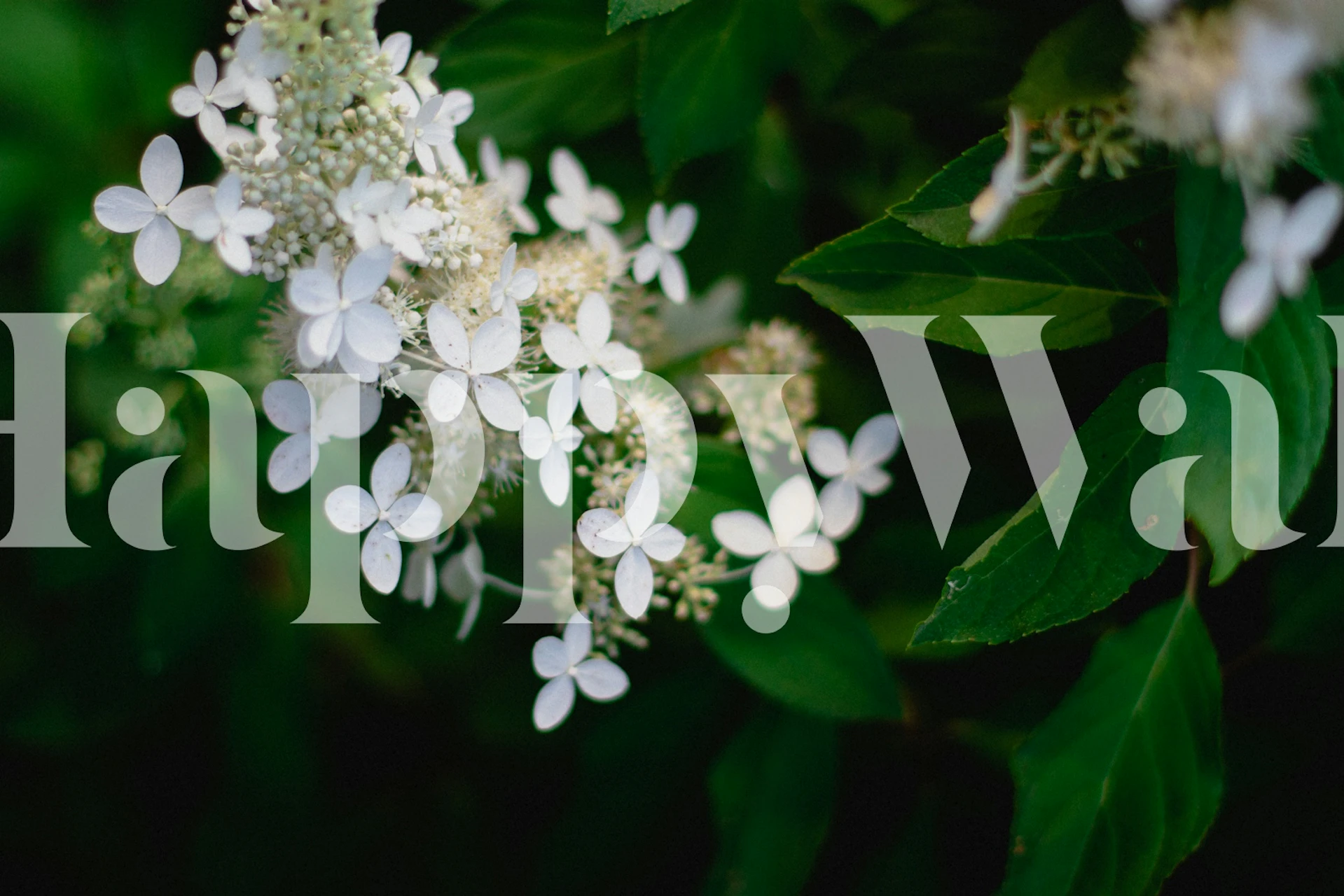 White Hydrangea Blossoms Closeup tapetit