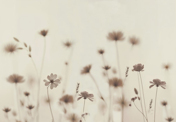 Soft Sepia Wildflower Meadow