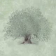 Mediterranean Olive Tree - Sage Green