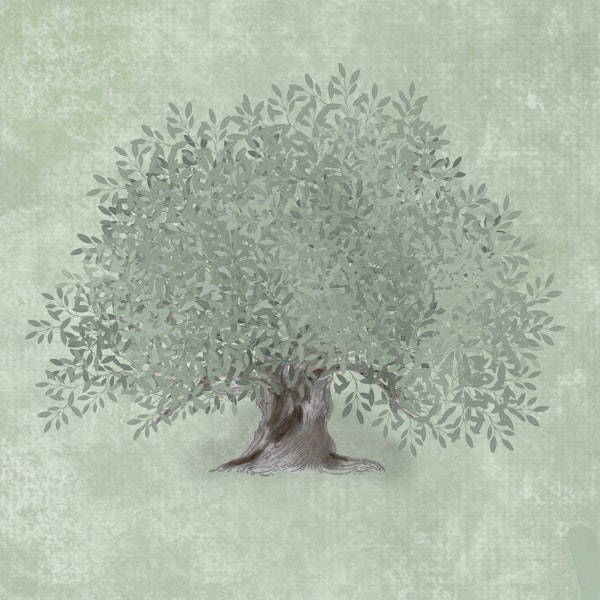 Olive Tree Serenity