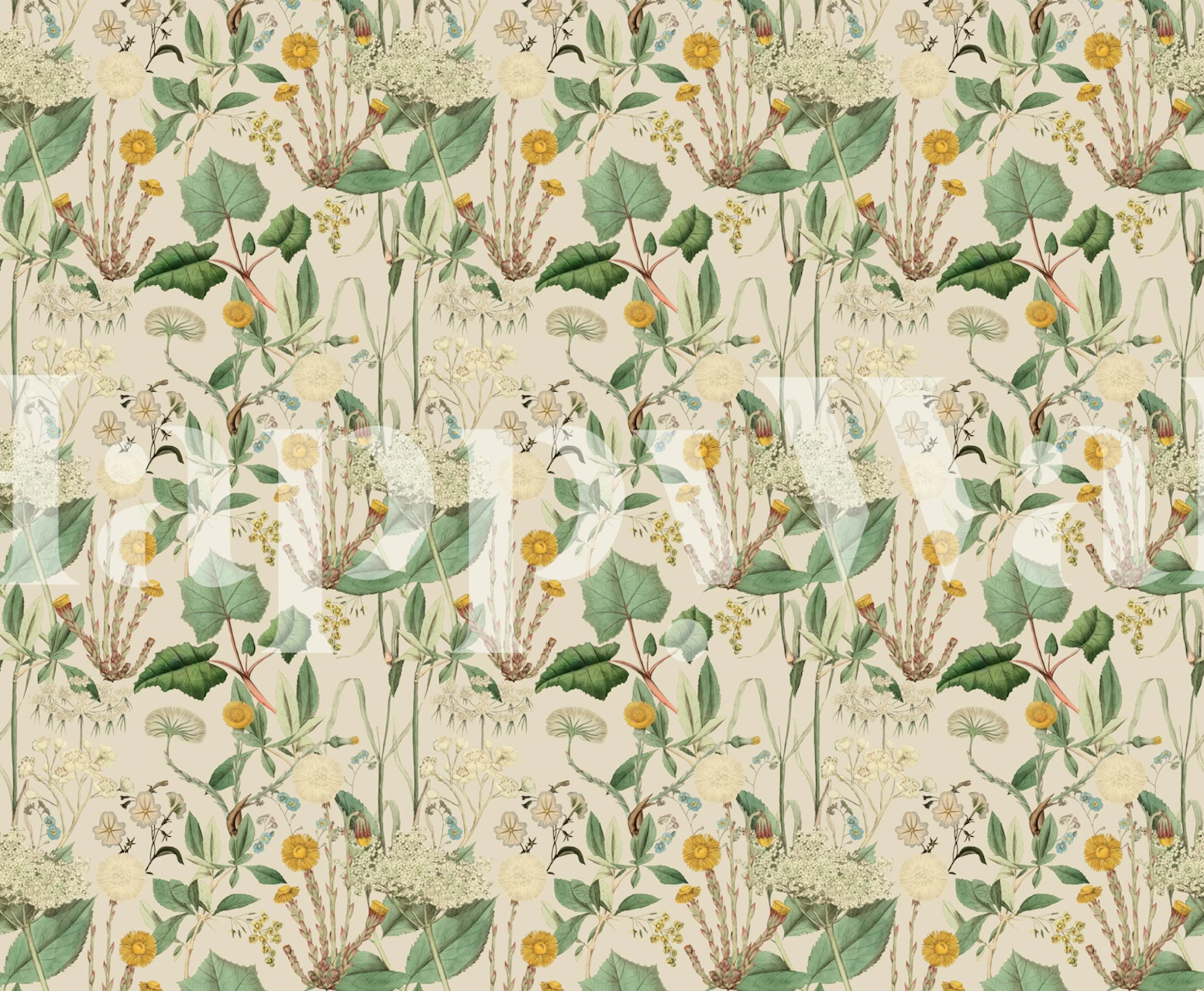 Coltsfoot Meadow creme blomstrete tapet