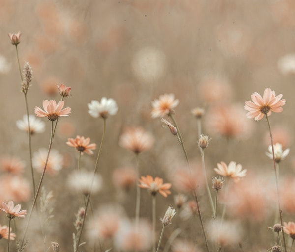 Soft Focus Cosmos Flowers