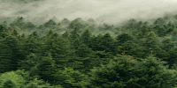 Misty Evergreen Forest tapety