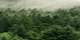 Misty Evergreen Forest