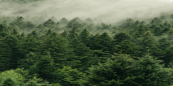 Misty Evergreen Forest