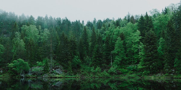Nordic Pine Forest