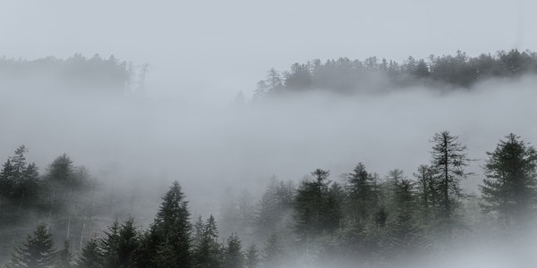 Misty Pine Forest Hills