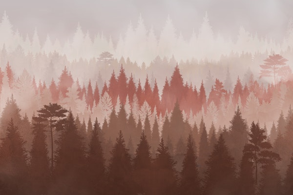 Misty Pine Forest Sunrise