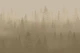 Misty Pine Forest Sepia