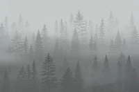 Nordic Foggy Forest tapet