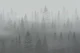 Nordic Foggy Forest
