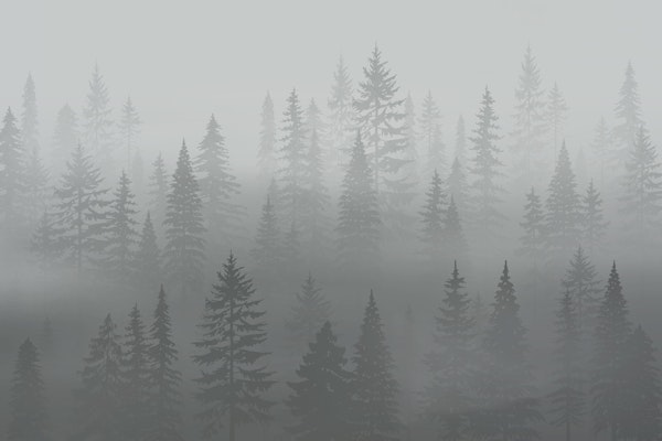Nordic Foggy Forest