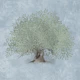 Mediterranean Olive Tree - Misty Blue