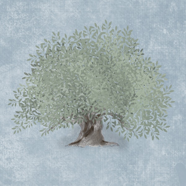 Mediterranean Olive Tree - Misty Blue