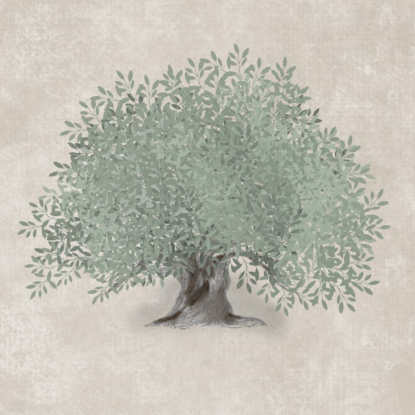 Mediterranean Olive Tree - Greige