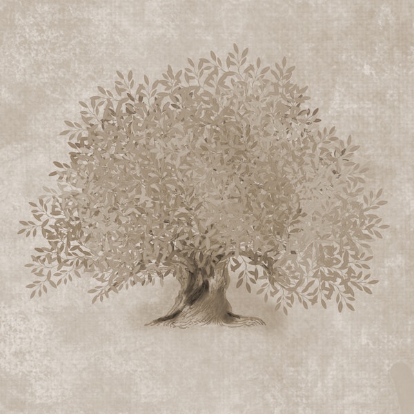 Mediterranean Olive Tree - Sepia