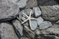 Starfish And Rocks wallpaper