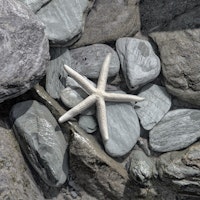 Starfish And Rocks wallpaper