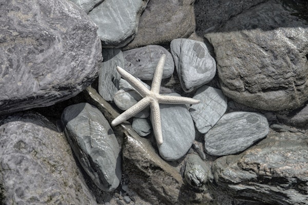 Starfish And Rocks