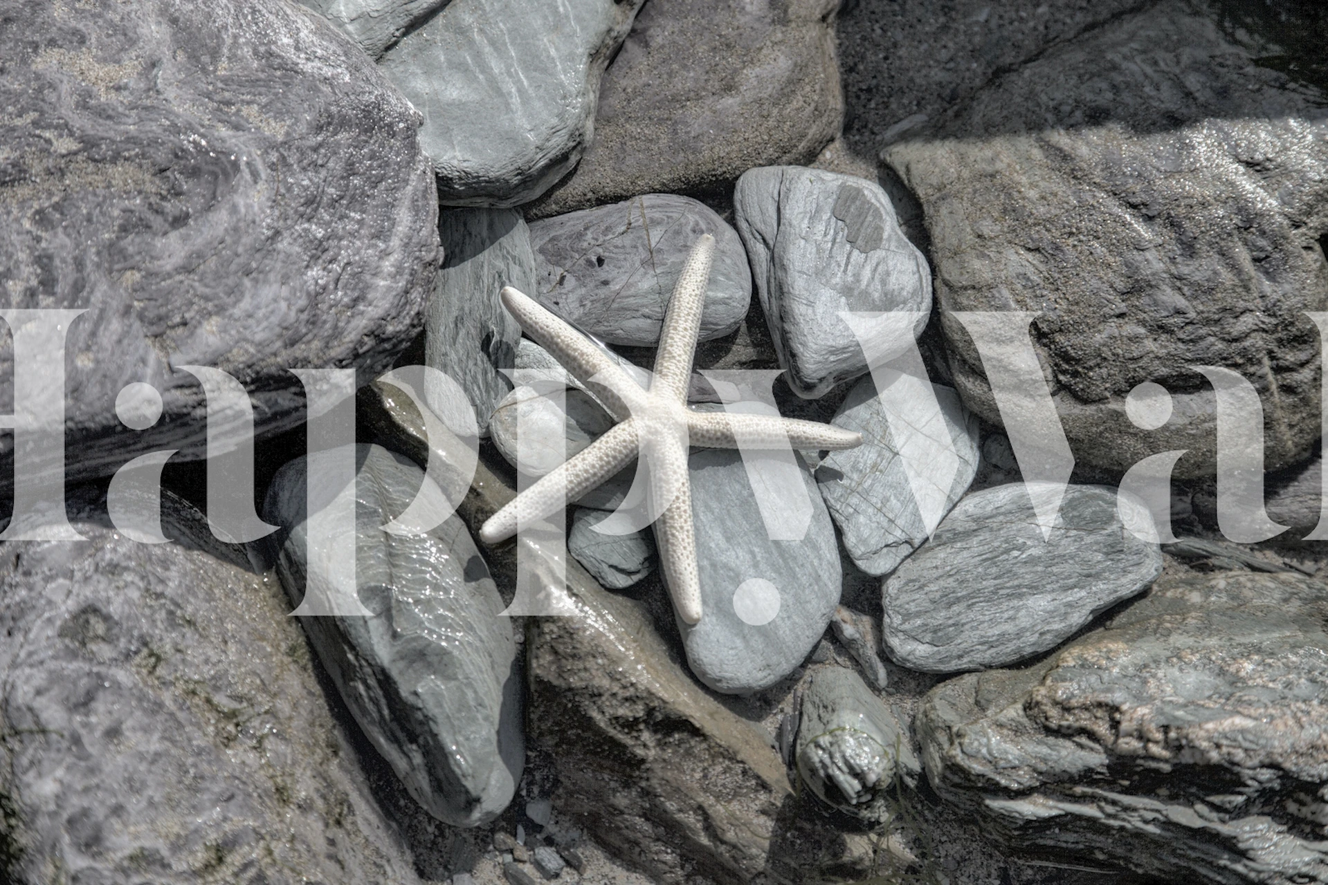 Starfish on rocks in gray tones wallpaper