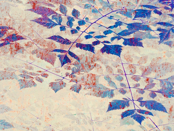 IndigoFoliage