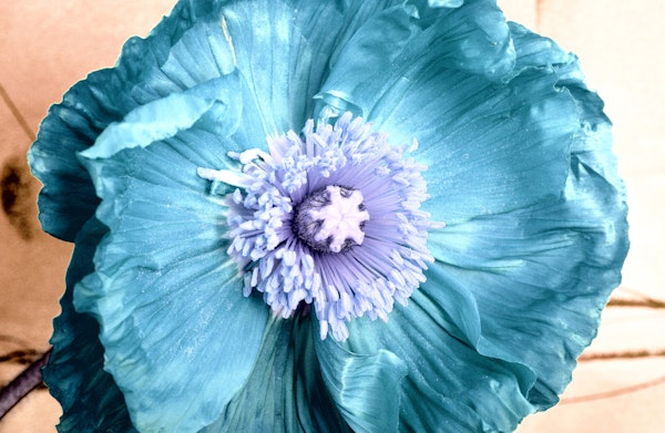 Turquoise Poppy Bloom Close Up