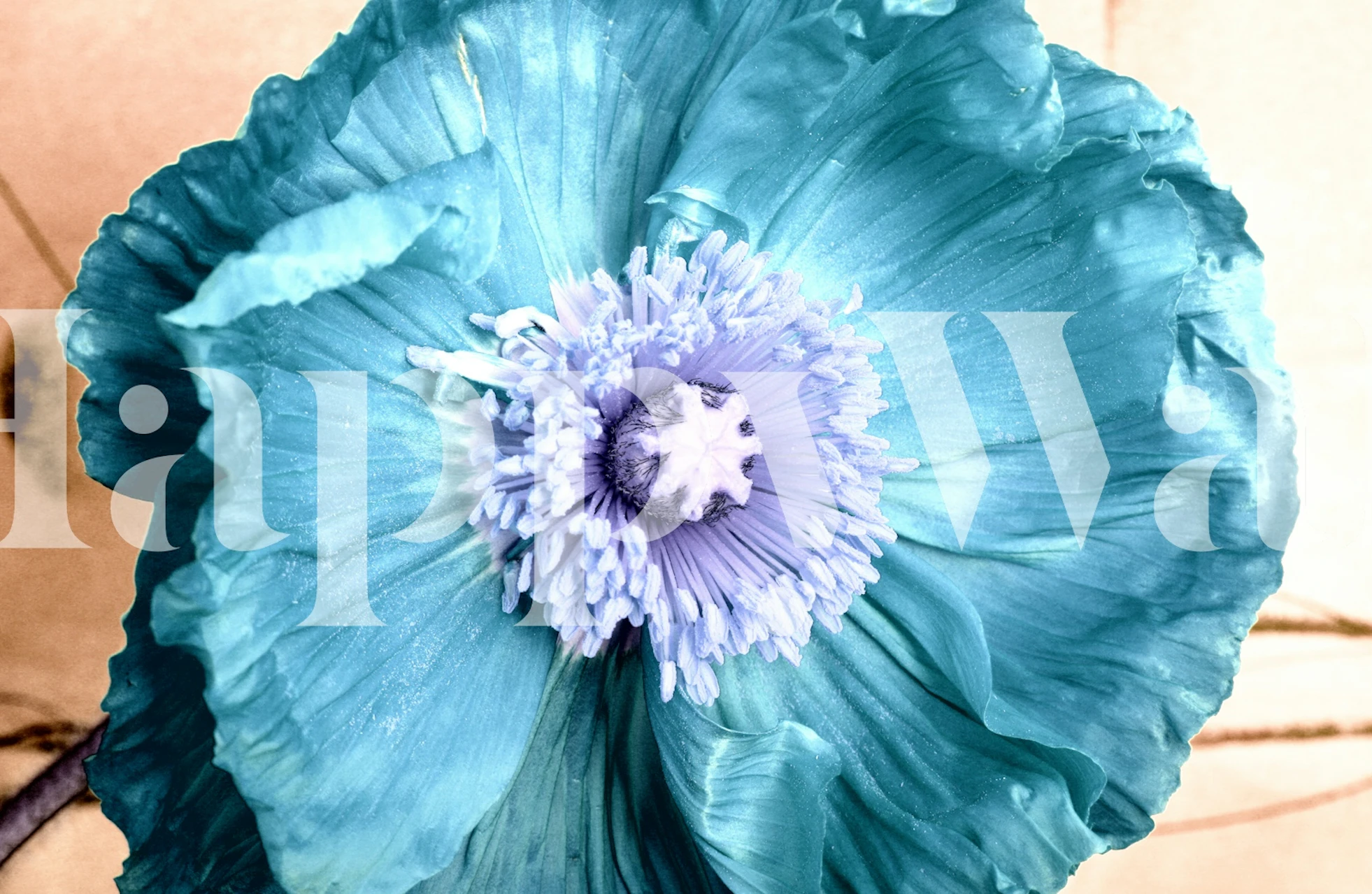 Close-up of turquoise poppy bloom wallpaper
