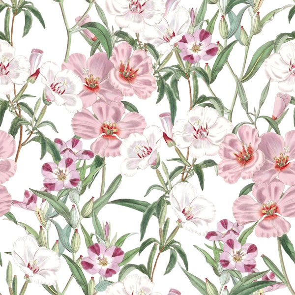 Blush Wildflower Botanical