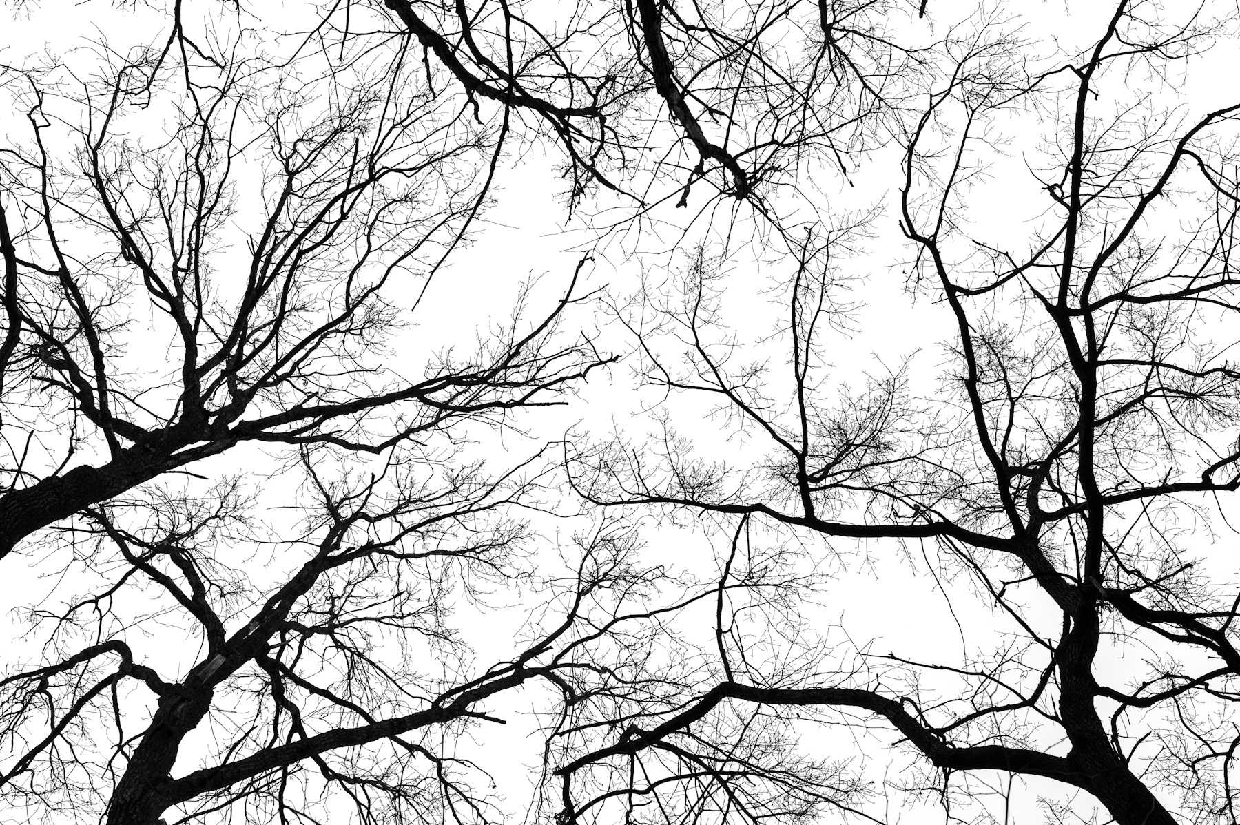 leafless