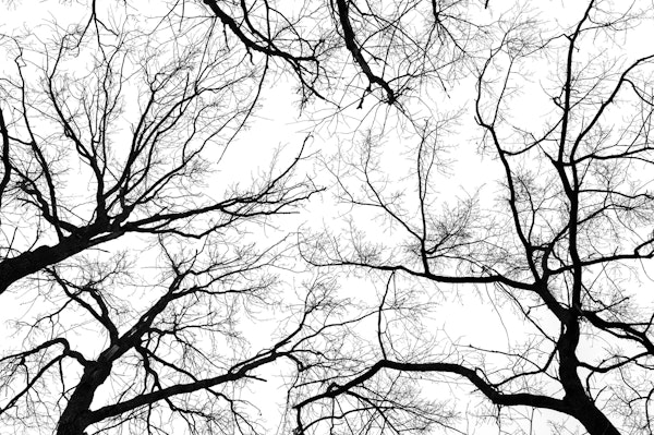 Branches Framing the Sky
