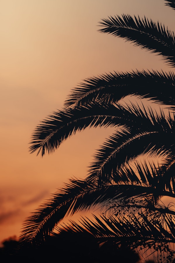 Exotic Sunset Vista
