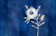 Dreamy White Flower on Indigo
