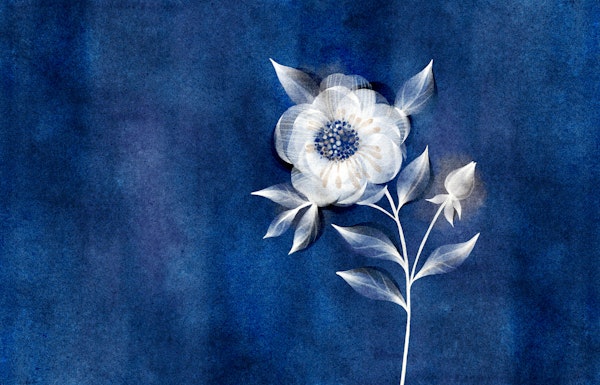 Dreamy White Flower on Indigo