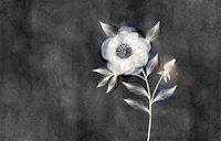 Dreamy White Flower on Charcoal wallpaper