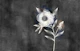 Dreamy White Flower on Charcoal