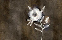 Dreamy White Flower on Sepia wallpaper