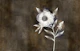 Dreamy White Flower on Sepia