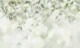 Ambrosia - Bokeh jasmine leaves