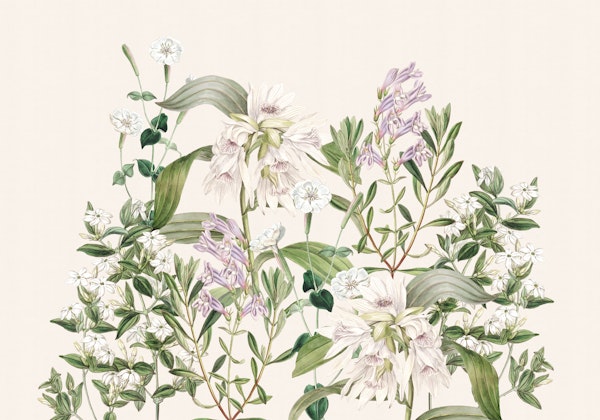Vintage Botanical Wildflowers